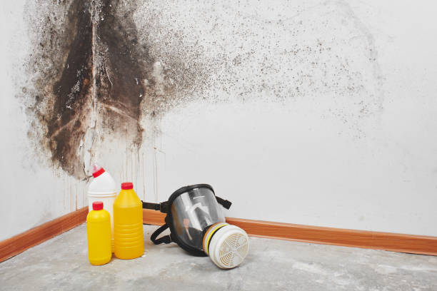 Best Basement Mold Remediation in Auburn, NY
