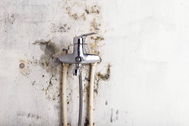 Auburn, NY Mold Remediation Company