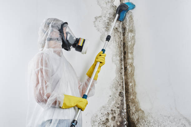 Best Mold Remediation for Specific Building Types in Auburn, NY