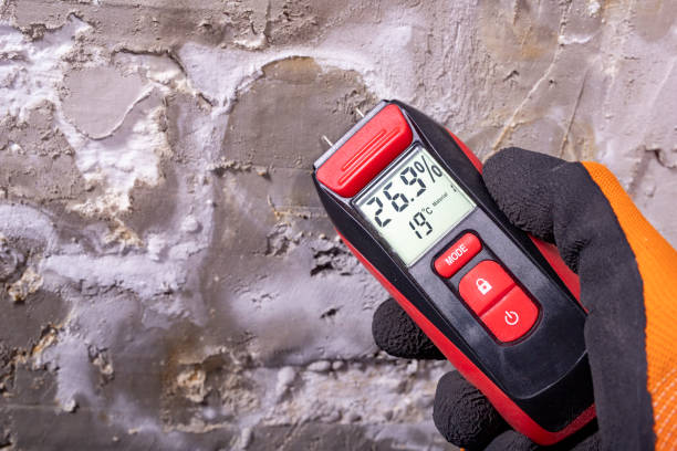 Best Insurance-Related Mold Remediation in Auburn, NY