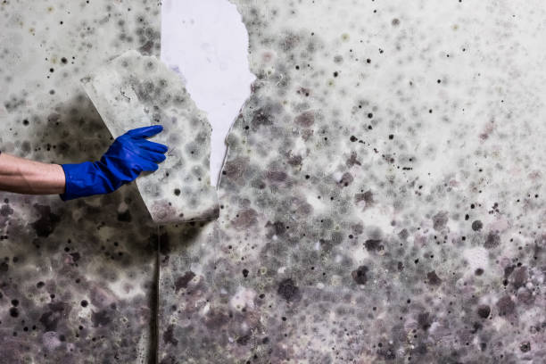 Auburn, NY Mold Remediation Company